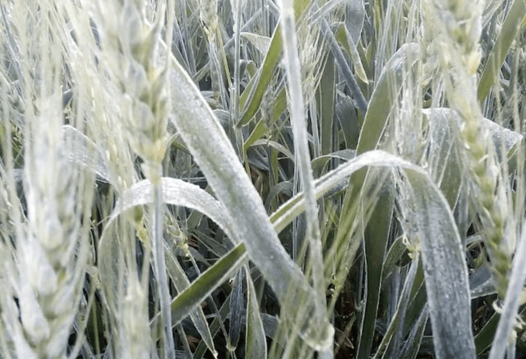 Itapúa: bajas temperaturas afectan cultivos extensivos en la&nbsp;región