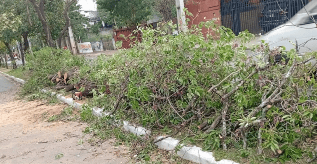 Impulsan un plan de reforestación tras la caída de 18 árboles por los fuertes vientos en Asunción